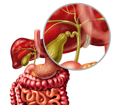 Healthy Bile Duct