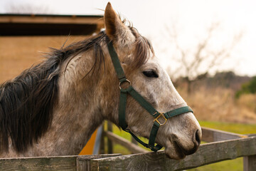 Profile of a horse on the ranch