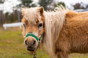 Profile of a horse on the ranch