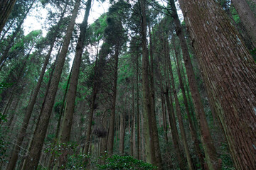 Dense and thick, creepy trees