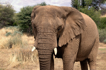 Fototapeta na wymiar African Bush Elephant in the grassland of Etosha National Park. Africa
