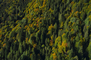 Autumn forest in the Italian alps. Forest plantations in the European Alps. Autumn in the mountains of Italy. Coniferous trees in the Alps top view.