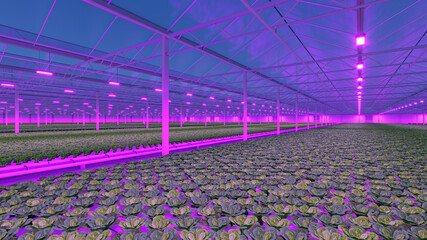 Industrial greenhouse with purple LED light. Hydroponic indoor vegetable plant factory. Green salad farm. 3D render