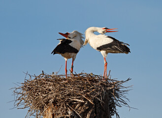 Naklejka premium white stork in the nest