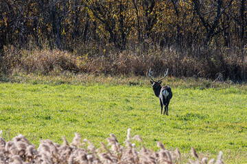 Fototapeta premium deer