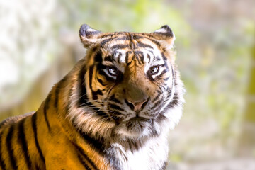 緑の森林を背景にして睨みつける虎の顔のクローズアップ。