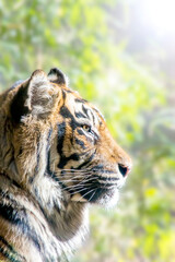 緑の森林を背景にした、遠くを見つめる虎の横顔のクローズアップ。