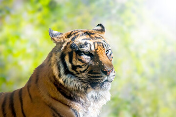 緑の森林を背景にした、遠くを見つめる虎の顔。