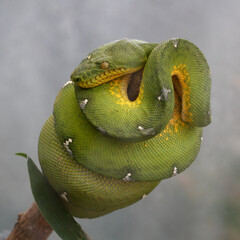 green snake on a branch