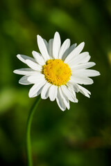 A white flower of daisy in a meadow.