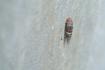 A snail with a longitudinal shell attached to the wall.
