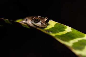 Crowned tree frog on a bromeliad