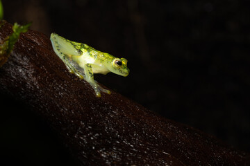 Glass frog on a log