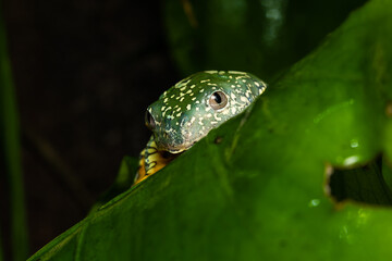 Fringed leaf frog on a plant