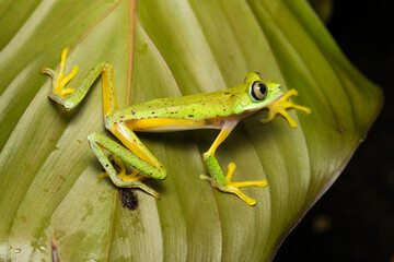 Lemur leaf frog on a plant