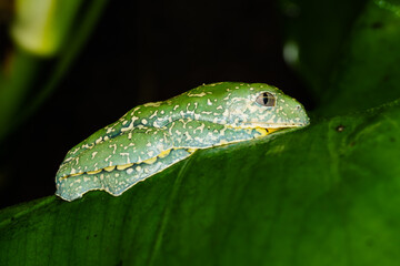 Fringed leaf frog on a plant