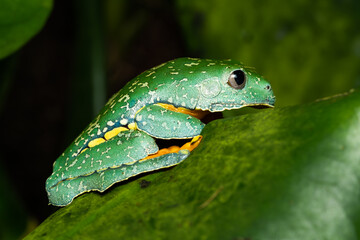 Fringed leaf frog on a plant
