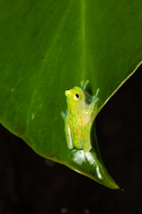 Glass frog on a leaf