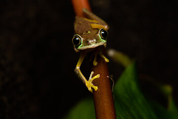 Lemur leaf frog on a plant