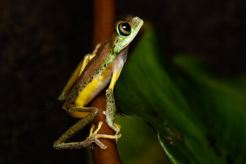 Lemur leaf frog on a plant