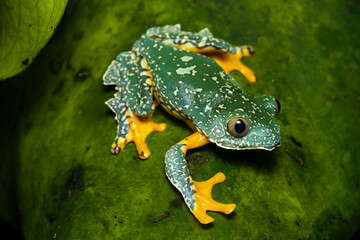 Fringed leaf frog on a plant