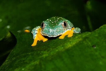 Fringed leaf frog on a plant