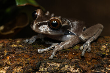 Crowned tree frog on a tree