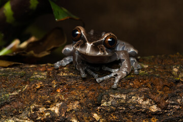 Crowned tree frog on a tree