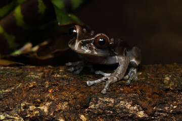Crowned tree frog on a tree