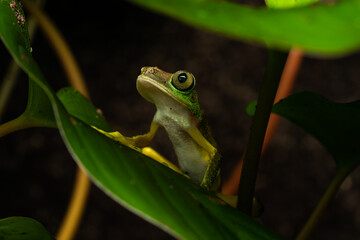 Lemur leaf frog on a plant © Thorsten Spoerlein