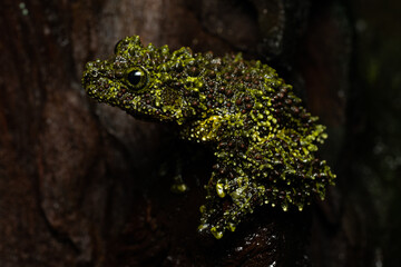 Vietnamese mossy frog sitting on a log