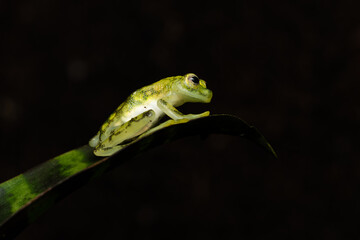 Glass frog on a plant