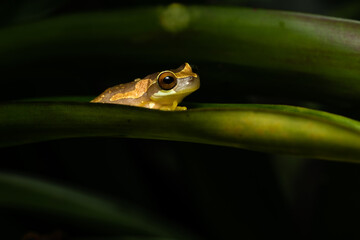 Hourglass tree frog sitting in a bromeliad