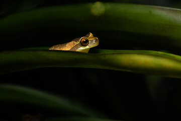 Hourglass tree frog sitting in a bromeliad