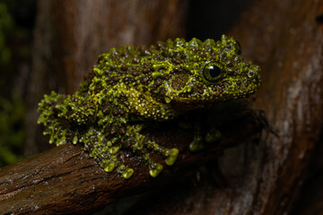 Vietnamese mossy frog sitting on a log
