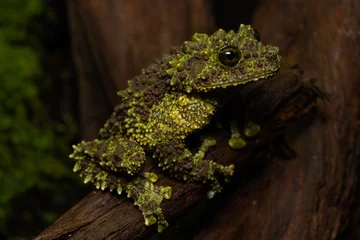  Vietnamese mossy frog sitting on a log © Thorsten Spoerlein