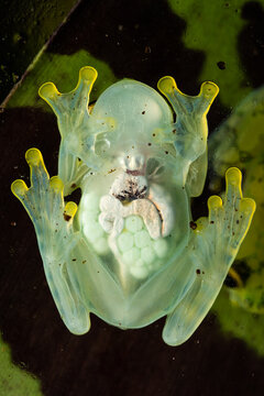 Underside of a glass frog with eggs