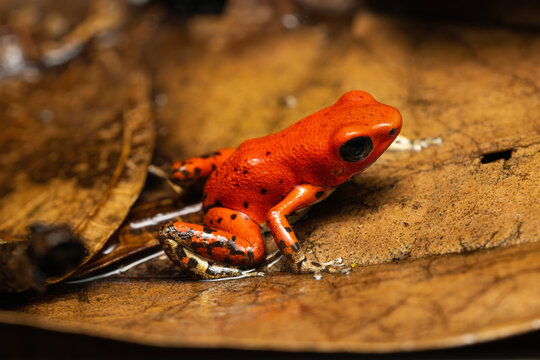 Strawberry poison frog froglet on leaf litter