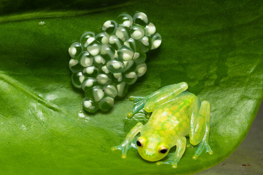 Glass frog guarding a clutch of eggs on a leaf

