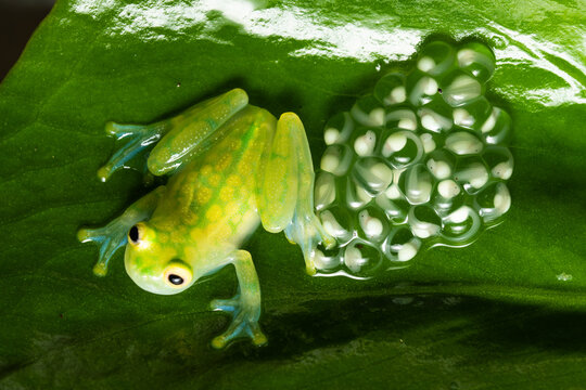 Glass frog guarding a clutch of eggs on a leaf
