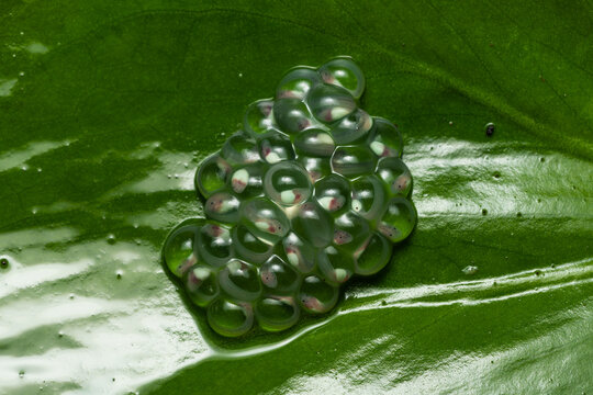 Glass frog egg clutch on a leaf