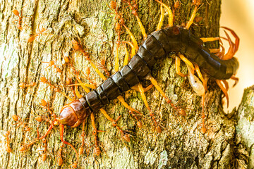Ants biting a centipede on tree, out door Chiangmai Thailand