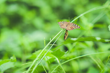 butterfly on a flower