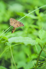 butterfly on a green leaf