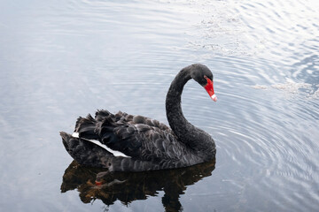 Fototapeta premium Graceful Black Swan in a suburban pond. Cygnus atratus Australia Brisbane. Fairy tale concept.