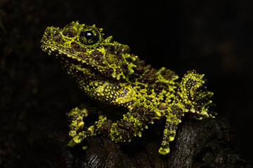 Vietnamese mossy frog sitting on a log