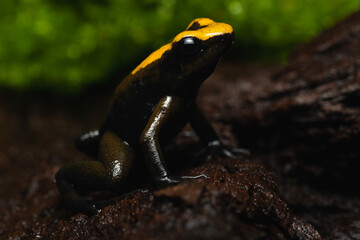Golden poison frog (Phyllobates Terribilis 