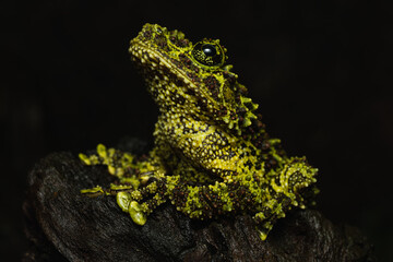 Vietnamese mossy frog sitting on a log