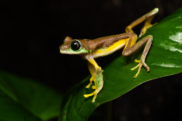 Lemur leaf frog on a plant © Thorsten Spoerlein