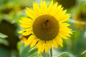 Obraz premium Sunflower with bumblebees on it